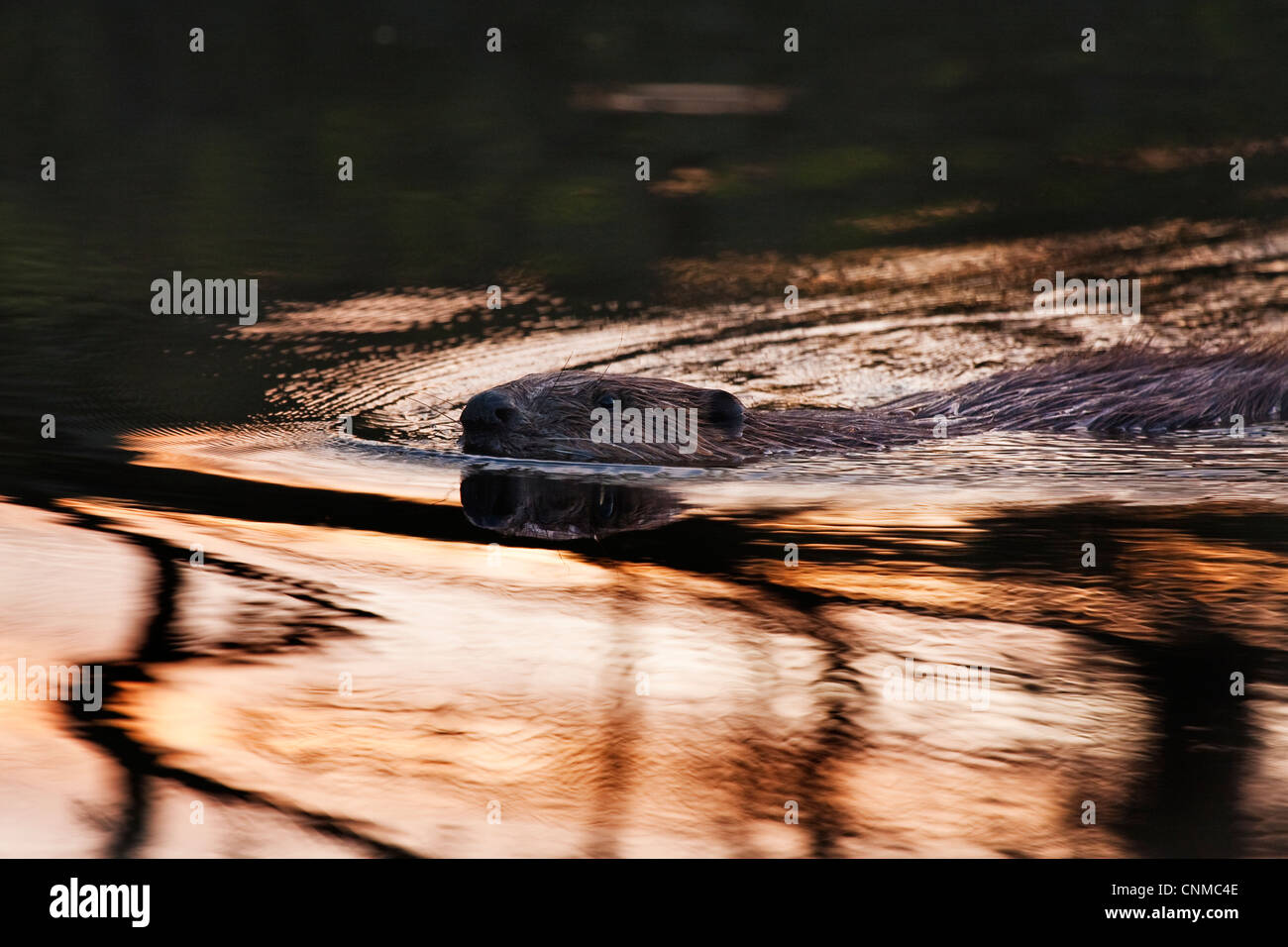 Europäischer Biber Castor Fiber in einem Teich schwimmen. Stockfoto