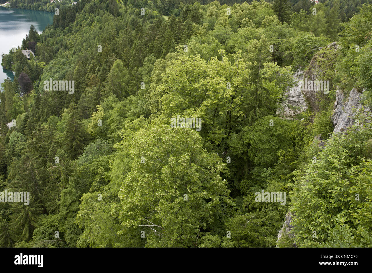 Large blätterte Linde (Tilia Platyphyllos) Kalkstein Felsen Wald Lebensraum, Bled, Julischen Alpen, Slowenien, Juni Stockfoto