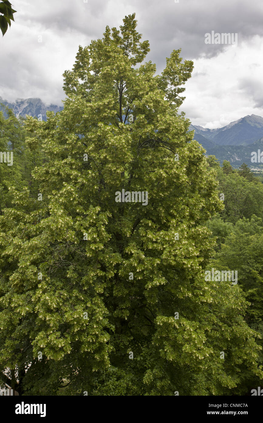 Large blätterte Linde (Tilia Platyphyllos) Gewohnheit, wächst in Kalksteinfelsen Waldland, Bled, Julischen Alpen, Slowenien, Juni Stockfoto