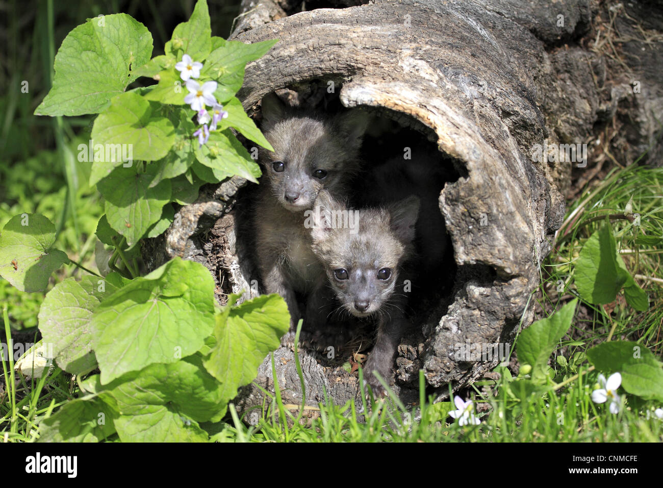 Grauer Fuchs (Urocyon Cinereoargenteus) zwei neun-Wochen alten Jungen, in hohlen Log, Montana, USA, Juni (Captive) Stockfoto