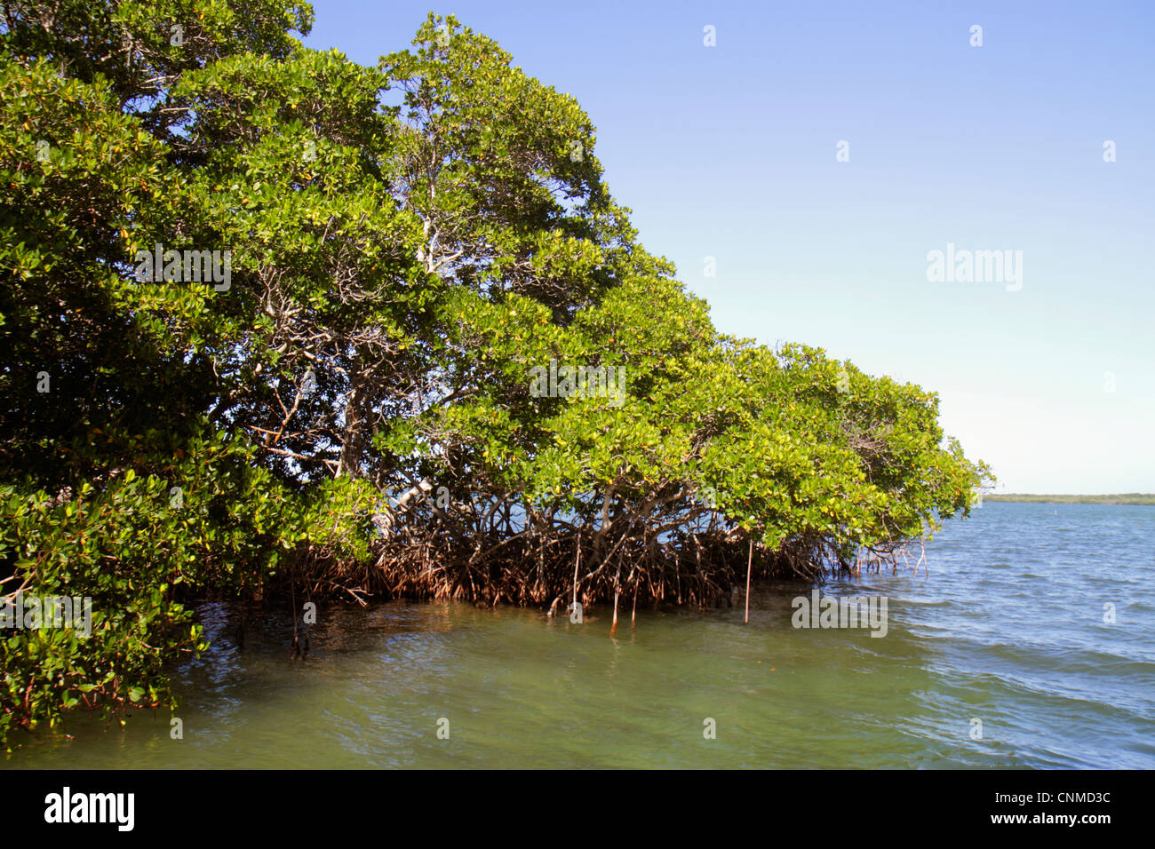Florida Upper Key Largo Florida Keys, Lake Surprise, Crocodile Lake National Wildlife Refuge, Wasser, Mangroven, FL120331087 Stockfoto