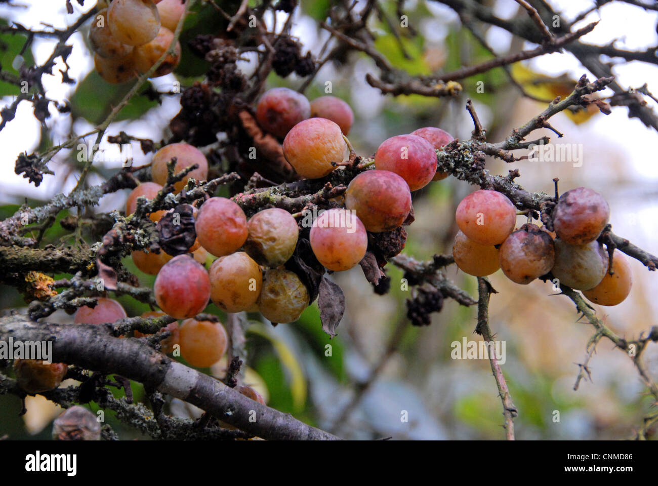 Wilde Pflaume (Prunus Domestica) spät-Fruchtkörper, close-up der Obstbau in Hecke, Wigginton, Hertfordshire, England, november Stockfoto