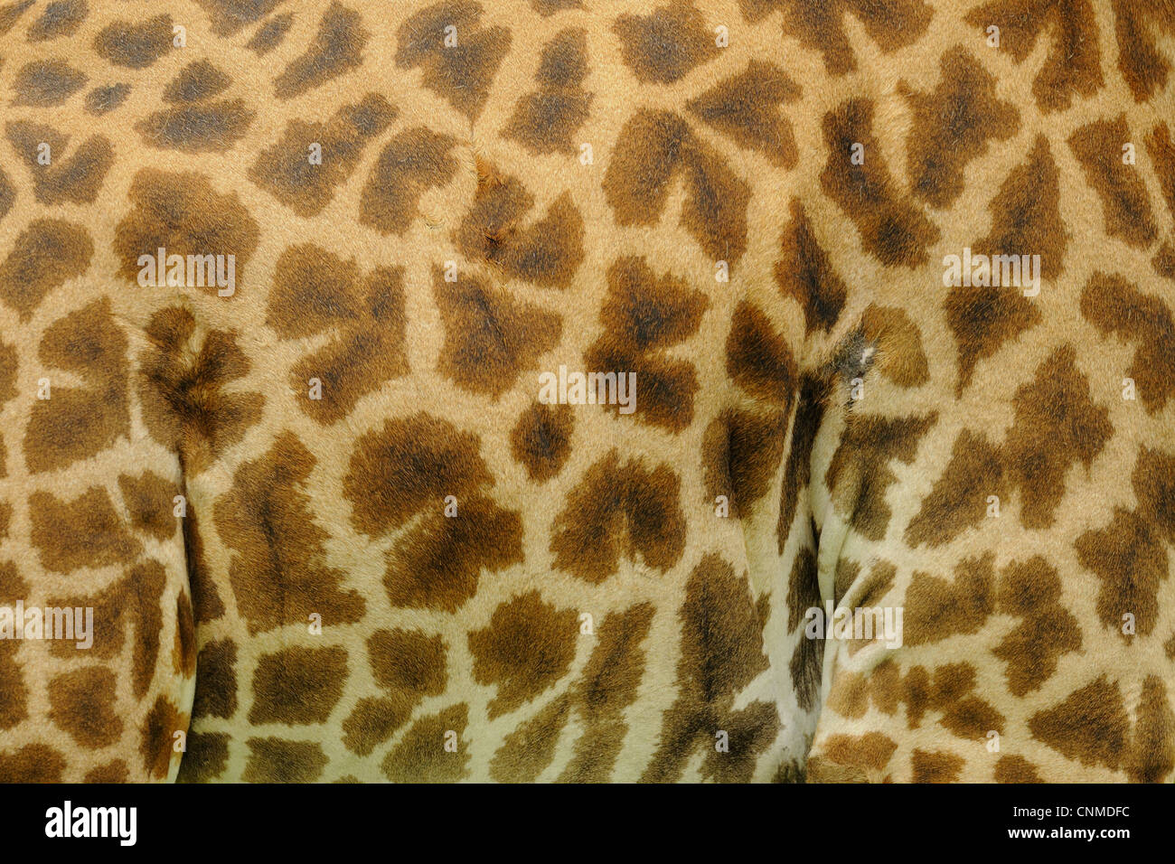 Masai-Giraffe (Giraffa Plancius Tippelskirchi) Erwachsene, close-up der Haut, Ruaha N.P., Tansania Stockfoto