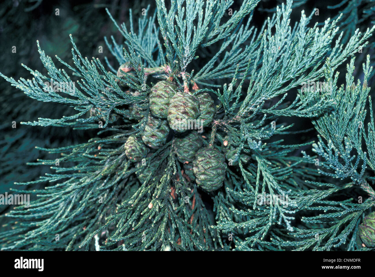 Baum - Redwood Giant(Sequoiadendron gigantea) Nahaufnahme der Niederlassung / weibliche Zapfen Stockfoto