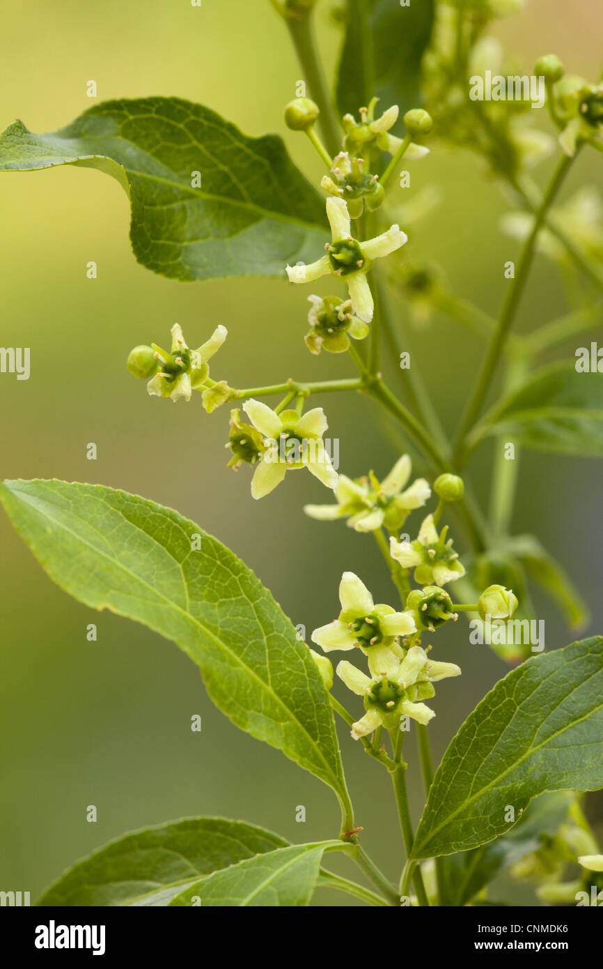 Europäische Spindel (Euonymus Europaeus) Nahaufnahmen von Blumen, in Hecken, Dorset, England, kann Stockfoto