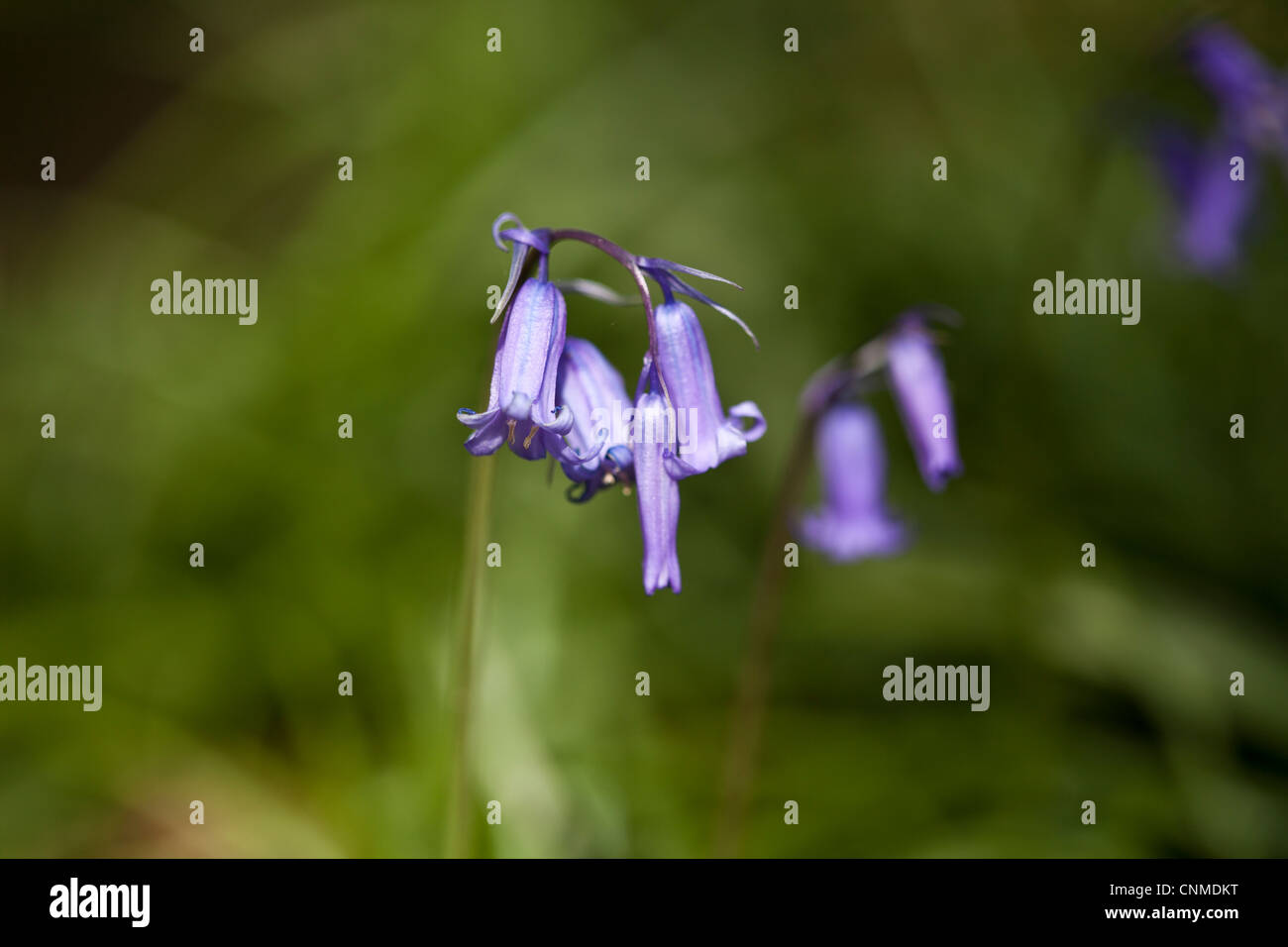 Nahaufnahme von Glockenblumen "Hyacinthoides non-Scriptus, der Waldboden, Wales, UK Decke. Stockfoto