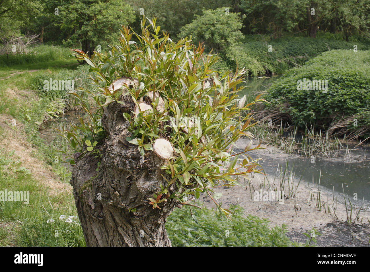 Weide (Salix Sp.) beschnitten Baum mit nachwachsen, wächst am Ufer, Fluss Rattlesden, Stowmarket, Suffolk, England, april Stockfoto