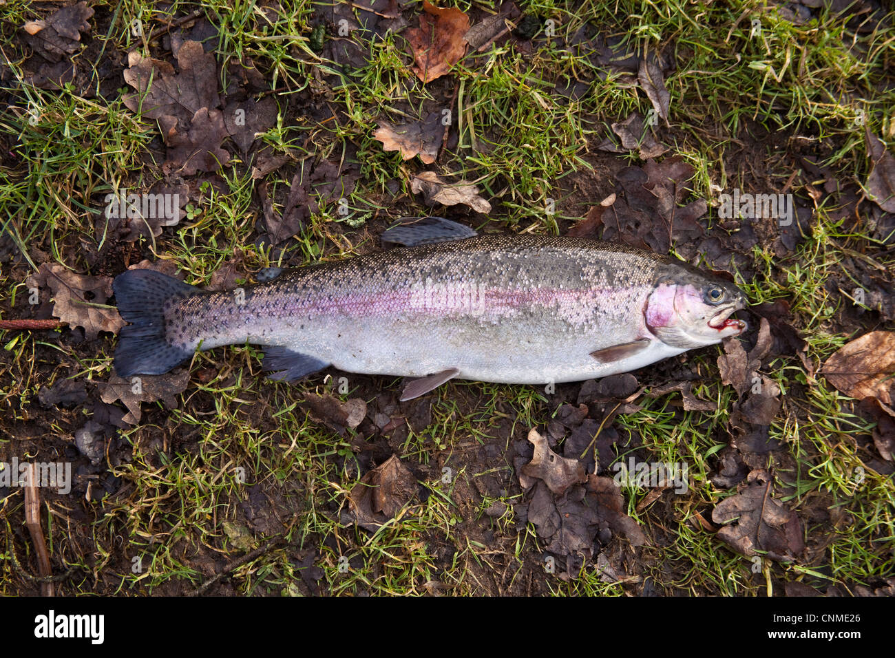 Regenbogenforelle 2,6 lbs (1,17 kg) auf dem Rasen, Hampshire, England. Stockfoto