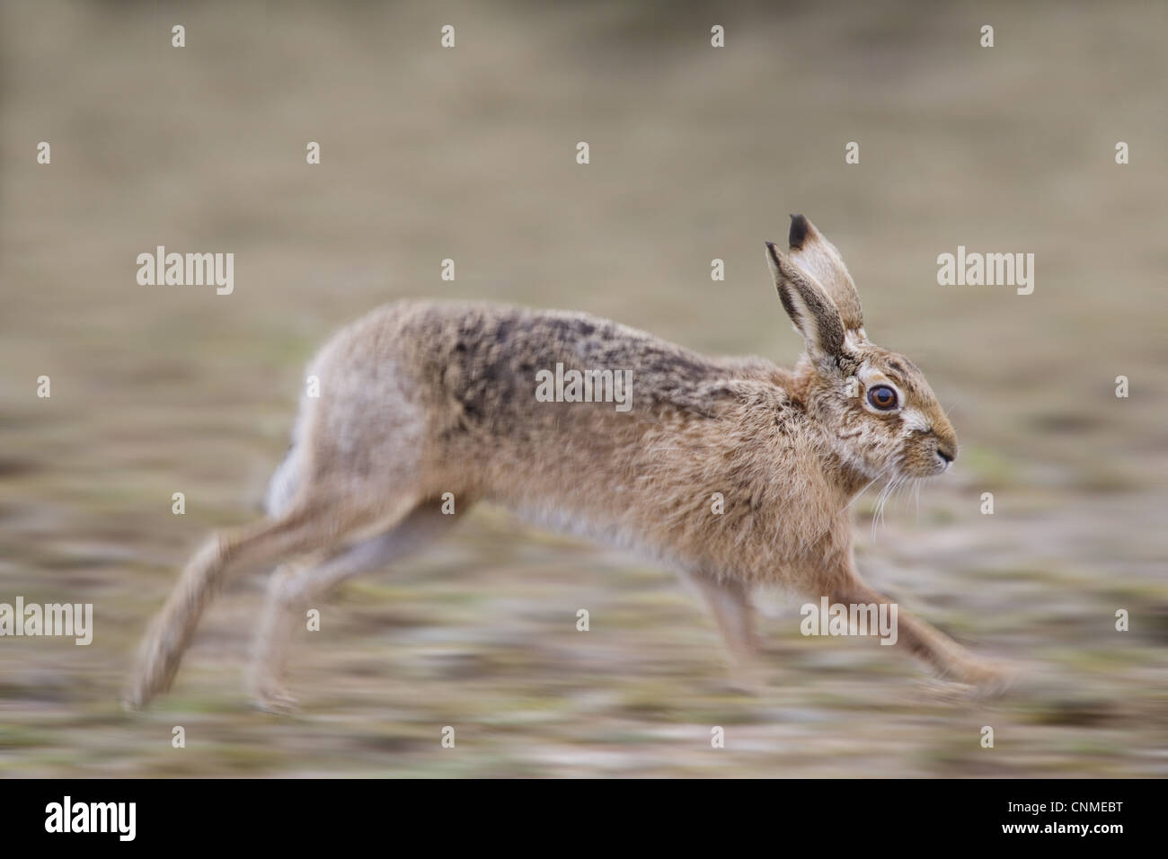 Europäische Hase Lepus Europaeus Erwachsene quer durch Schindel verschwommen Bewegung Havergate Insel RSPB Reserve Suffolk England März Stockfoto