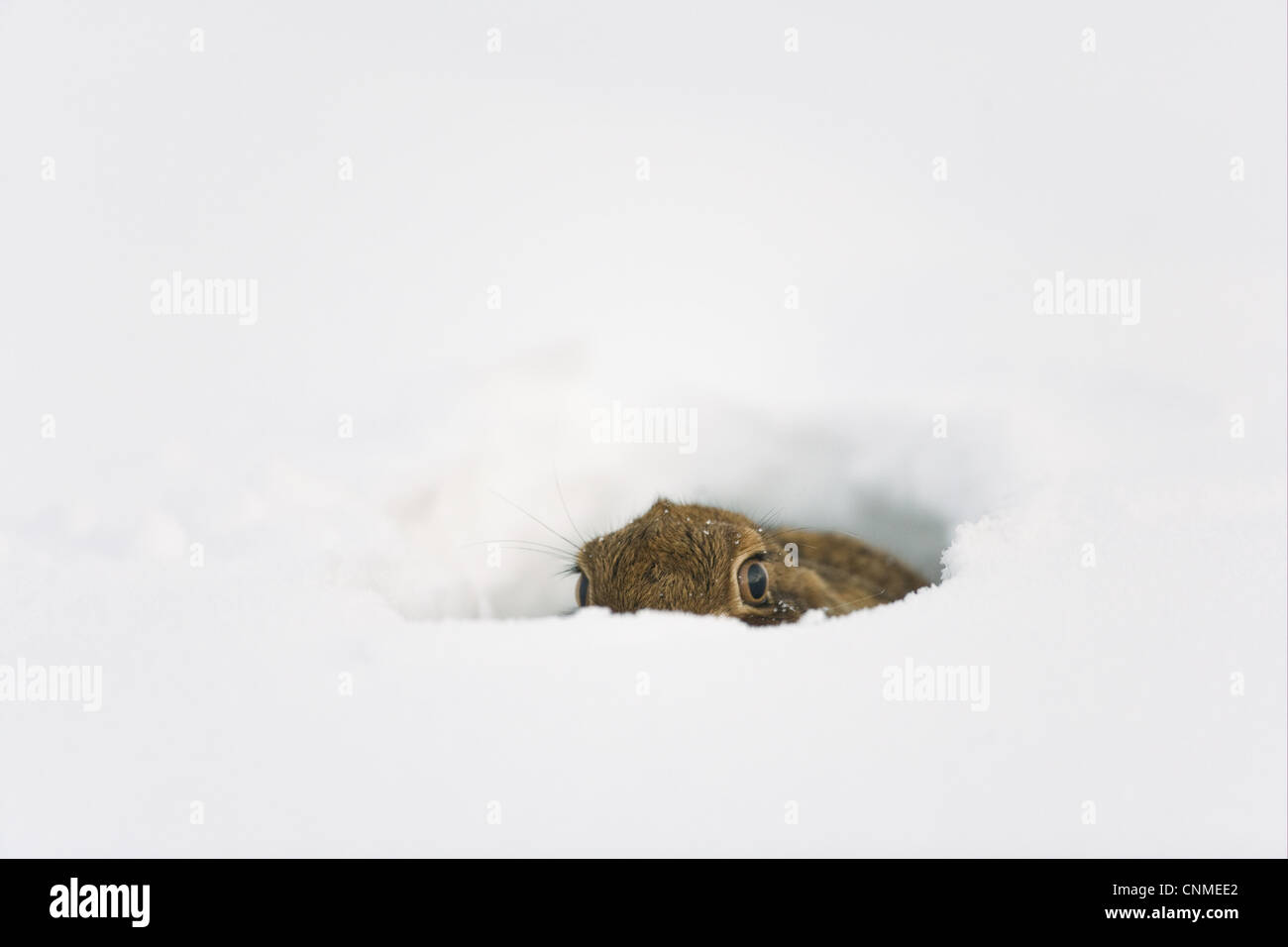 Feldhase (Lepus Europaeus) Erwachsenen, Feld, Oxfordshire, England, Dezember abgedeckt ruhen im Schnee Stockfoto