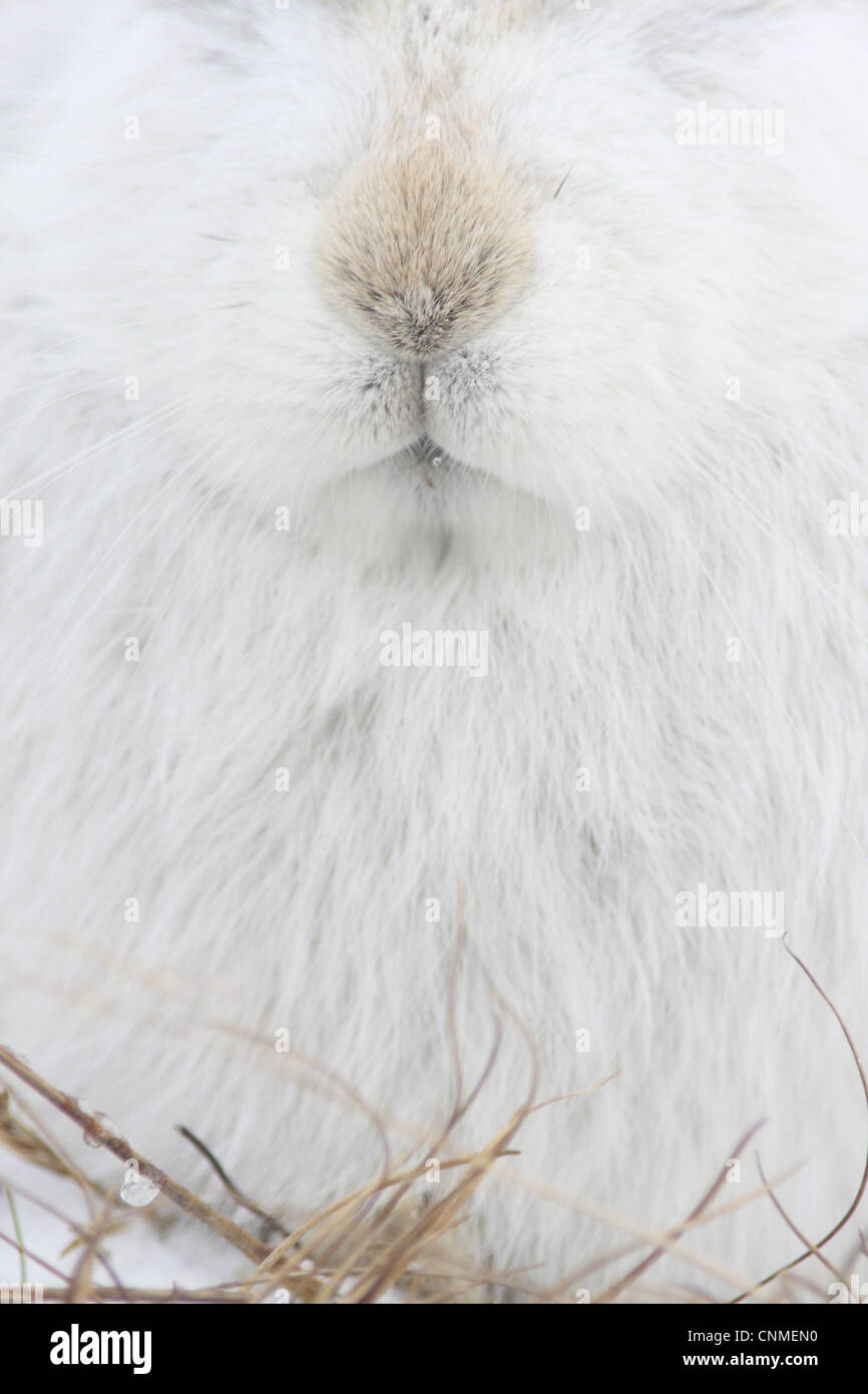 Berg Hase Lepus Timidus Erwachsene weiß Winter Mantel Nahaufnahme Nase Mund Strathspey Cairngorm N.P Highlands Schottland Dezember Stockfoto