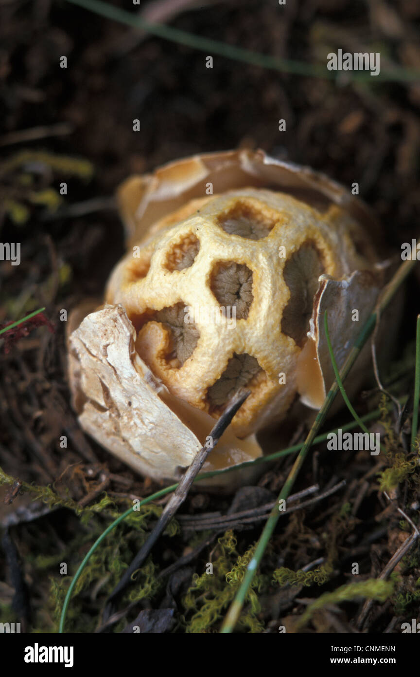 Pilze (Clathrus Kautschuk) früh - Spanien Stockfoto