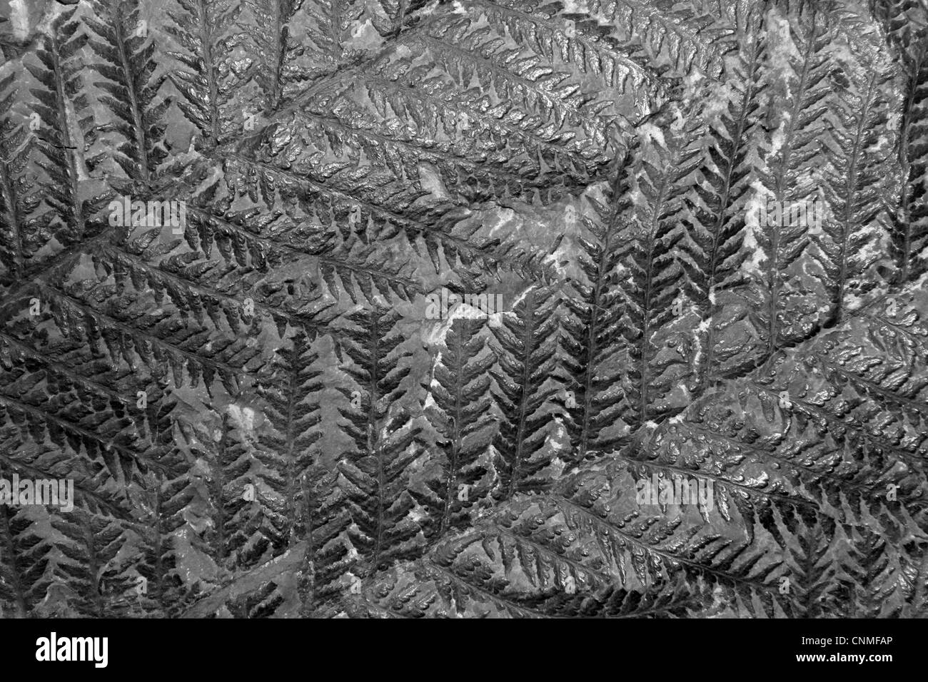 Fossilen Farn Senftenbergia Plumosa oberen Karbon, Burnley, Lancashire UK Stockfoto