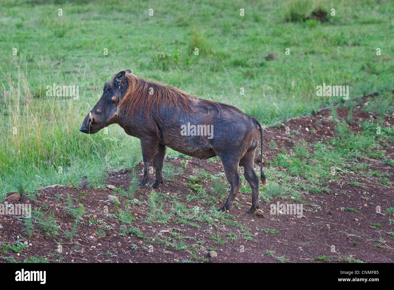 er Warzenschwein oder gemeinsame Warzenschwein (Phacochoerus Africanus) Stockfoto