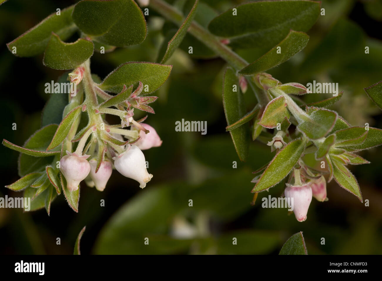 Arroyo De La Cruz Manzanita (Arctostaphylos Cruzensis) Nahaufnahmen von Blumen und Blätter, Southern California, USA, november Stockfoto