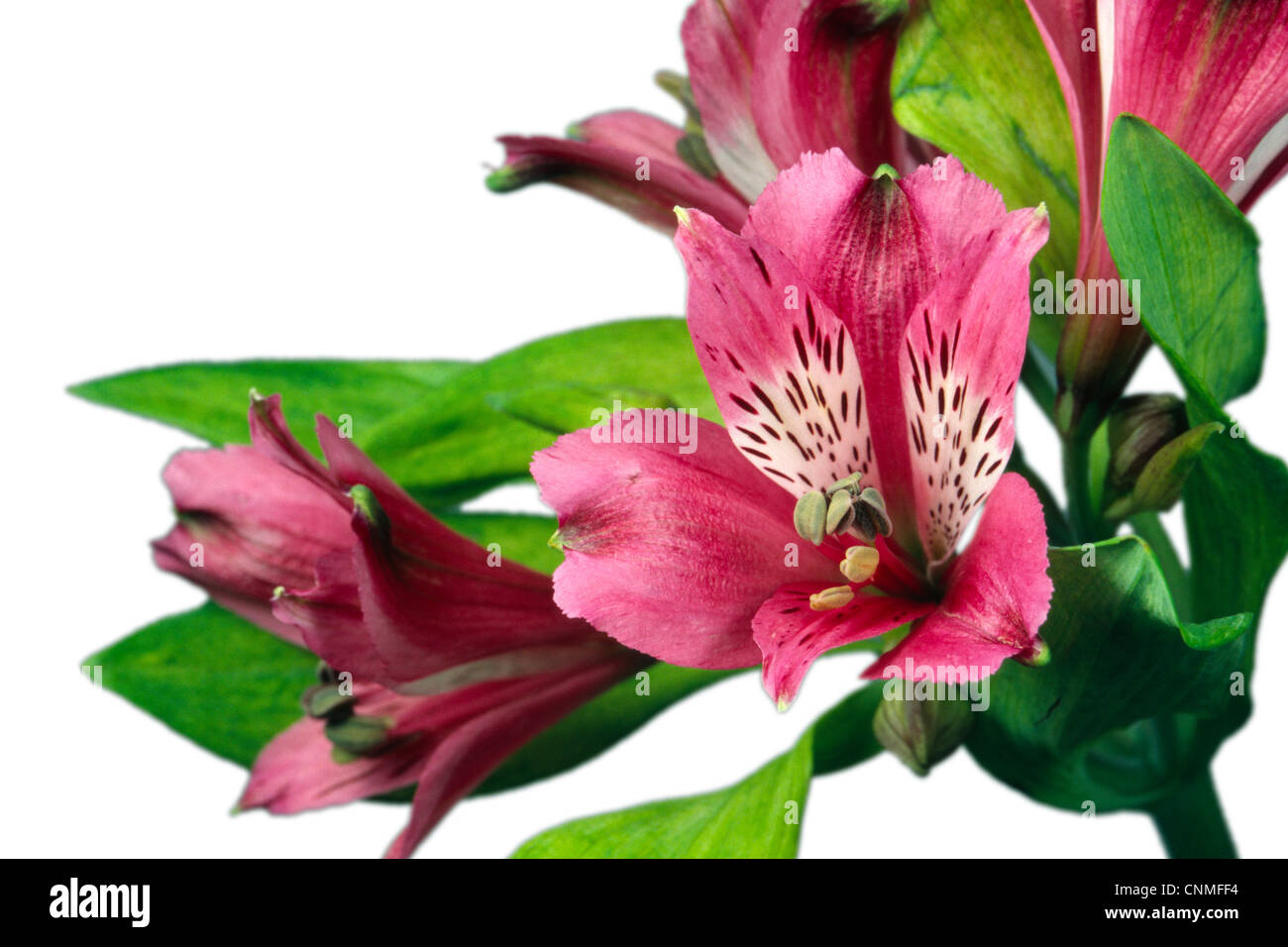 Rosa Alstromeria Blumen Stockfoto