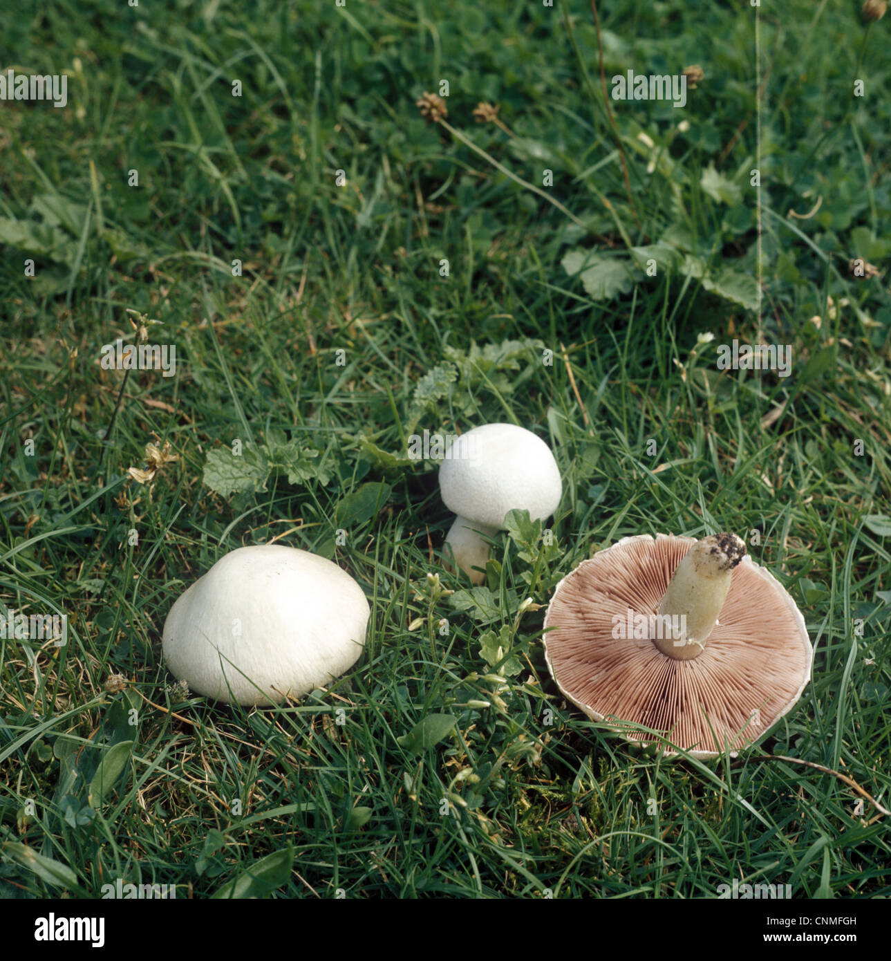 Feld-Champignon (Agaricus Campestris) Stockfoto