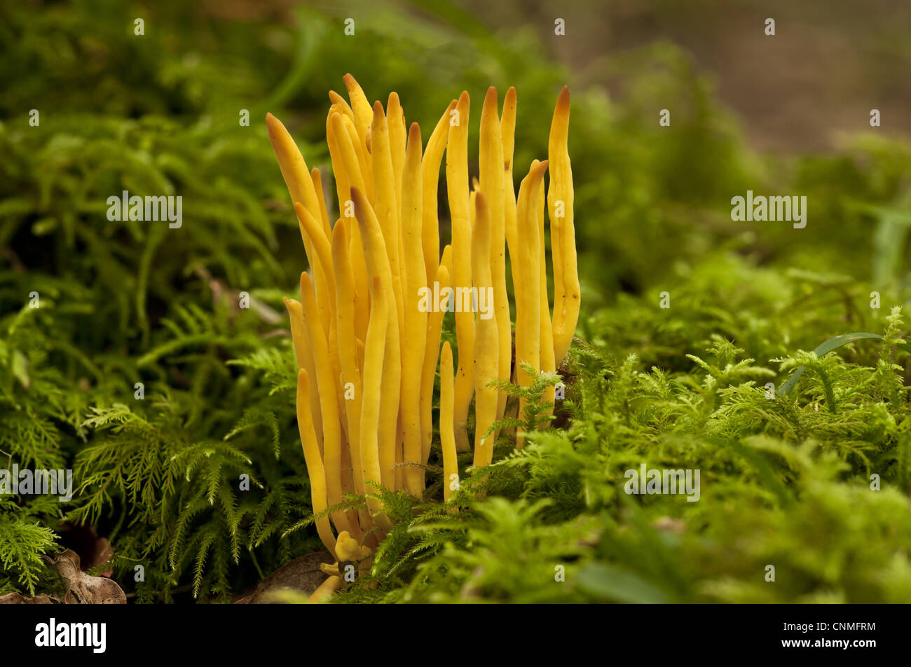 Goldene Spindeln Clavulinopsis Fusiformis Fruchtkörper wachsen unter Moos bank alten Wald Wiltshire England september Stockfoto