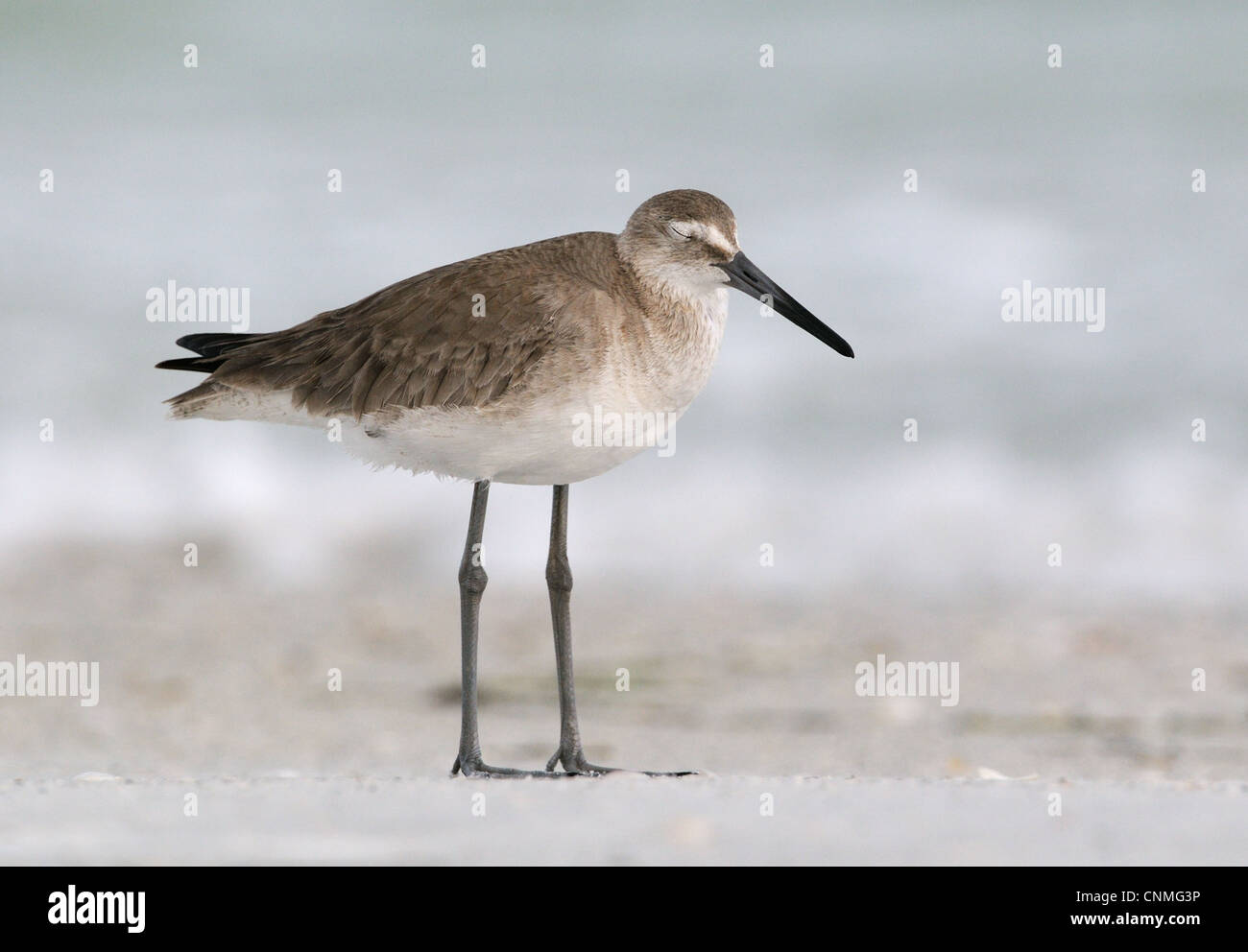 Willets, Tringa Semipalmata, am Strand und in der Brandung an der Westküste, Golf von Mexiko, an der Fort De Soto, Florida, USA Stockfoto