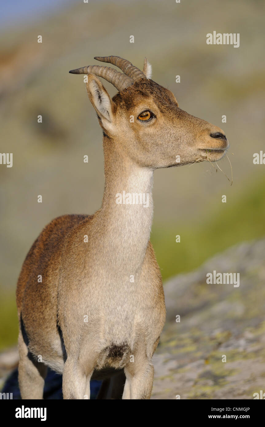 Western Spanisch Steinbock Capra Pyrenaica Victoriae Erwachsenen weiblichen Nahaufnahme Kopf Brust Peña de Francia Parque Natural de Las Batuecas Stockfoto