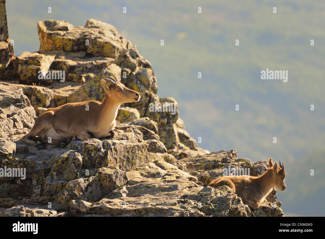 Western Spanisch Steinbock Capra Pyrenaica Victoriae Erwachsene weibliche junge ruht rockt Peña de Francia Parque Natural de Las Batuecas Stockfoto