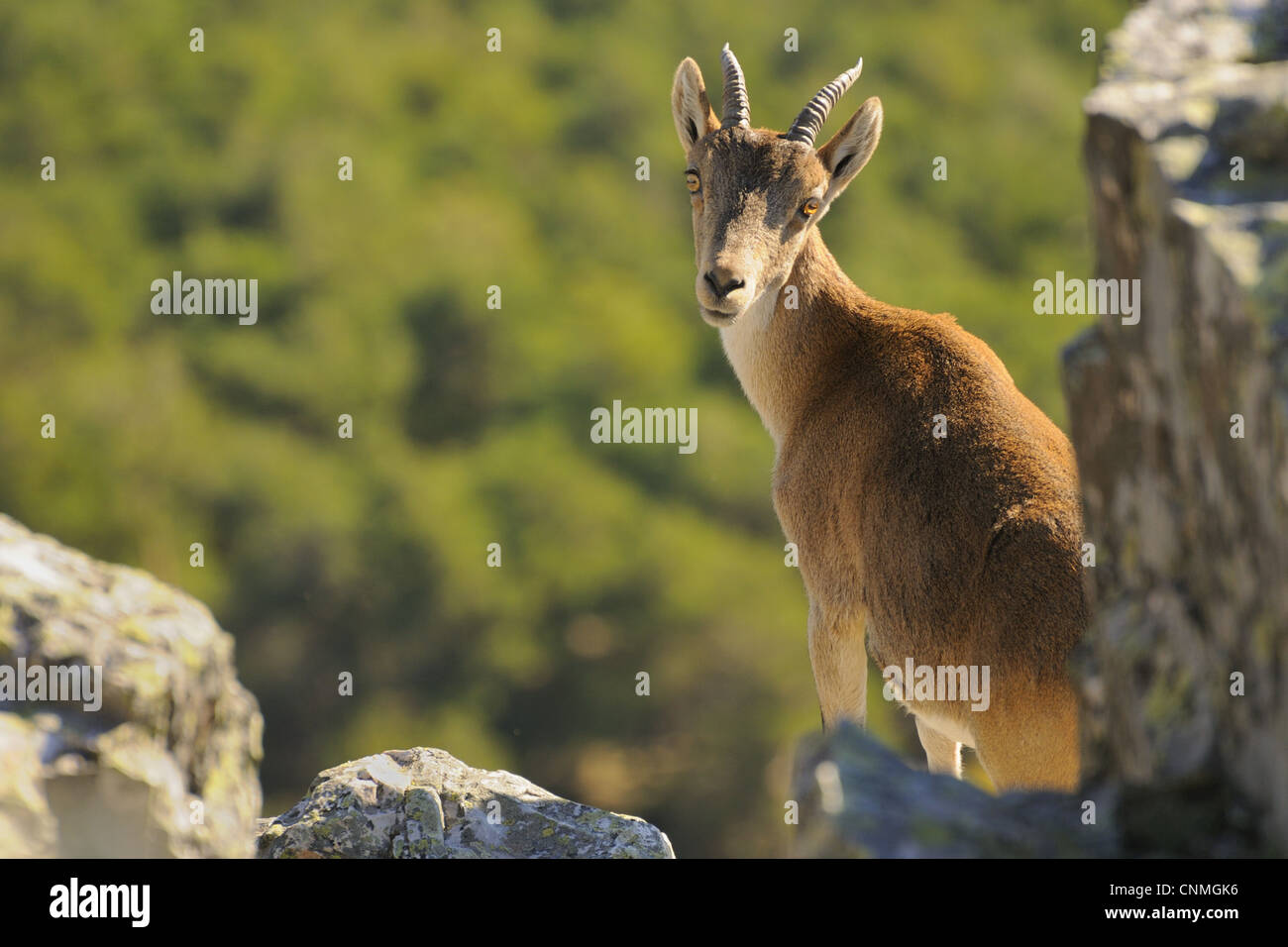 Western Spanisch Steinbock Capra Pyrenaica Victoriae erwachsenes Weibchen suchen Schulter stehend zwischen Felsen Pena de Francia Parque Stockfoto