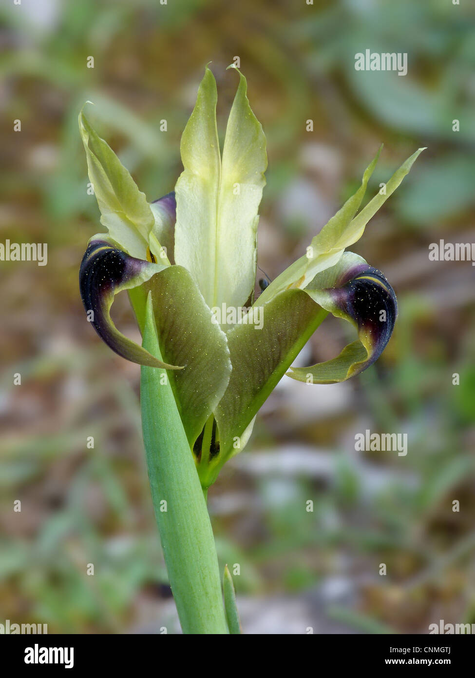 Schwarze Witwe Iris (Hermodactylus Tuberosus) blühen, wachsen auf mediterrane Macchia, Peloponesos, Südgriechenland, april Stockfoto