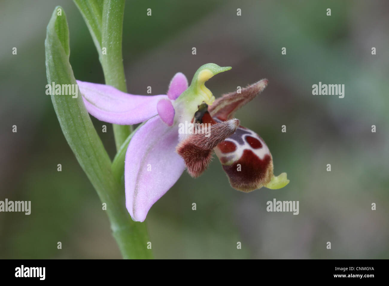 Gehörnte Orchidee (Ophrys Cornuta) Nahaufnahme Blume, Peloponesos, Südgriechenland, april Stockfoto
