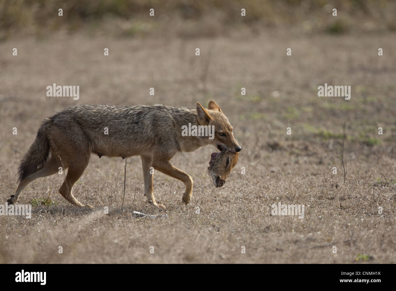 Goldschakal (Canis Aureus) Erwachsene, Fütterung, mit Kopf des Toten entdeckt Rehe (Achse-Achse), Kanha N.P., Madhya Pradesh, Indien Stockfoto