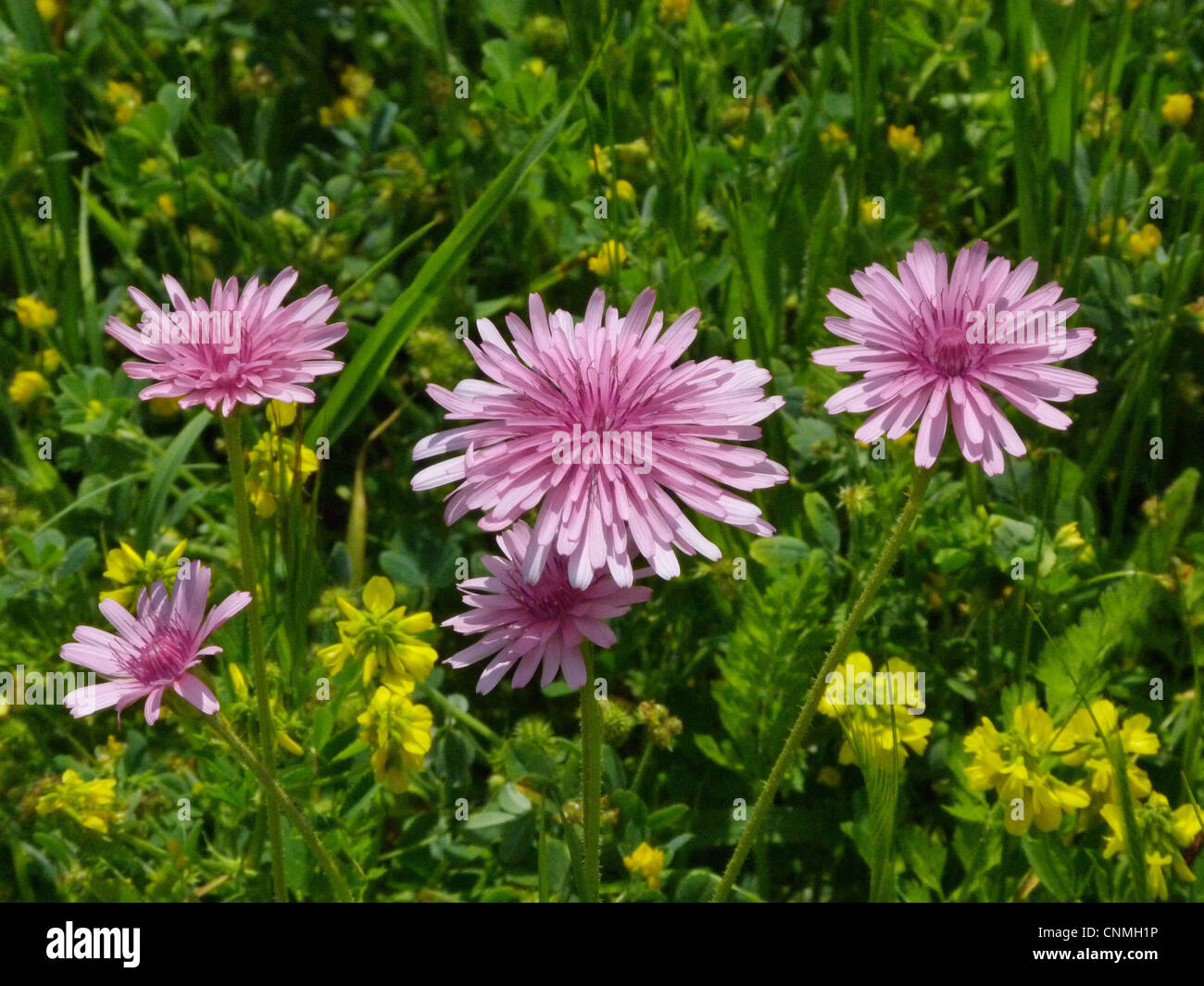 Rosa Hawksbeard (Crepis Rubra) blühen, wachsen auf am Straßenrand Rande, Südgriechenland, april Stockfoto