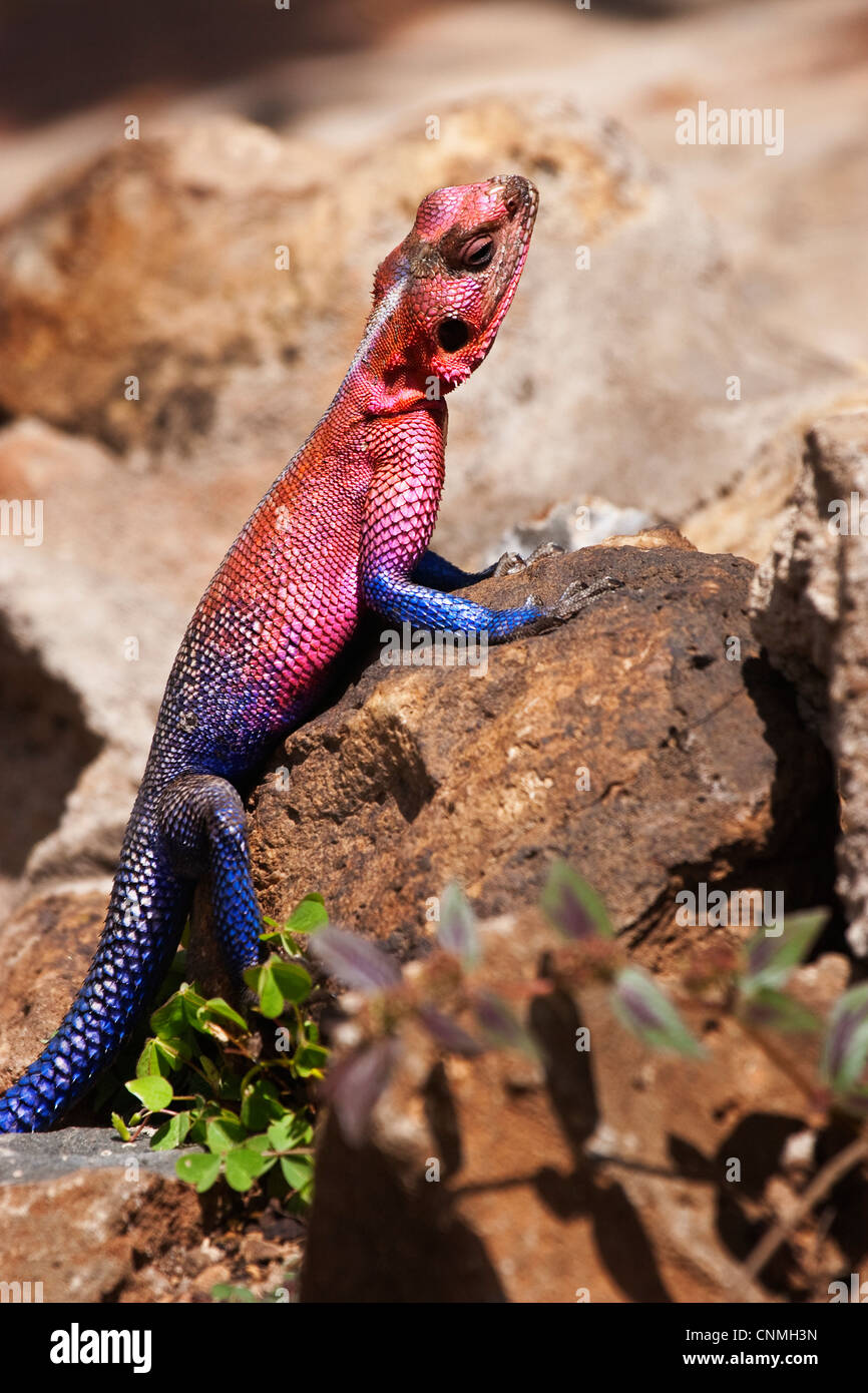 Gemeinsamen Agama, Red-headed Rock Agama oder Rainbow Agama (Agama Agama) ist eine Echse aus der Familie der Agamidae Stockfoto