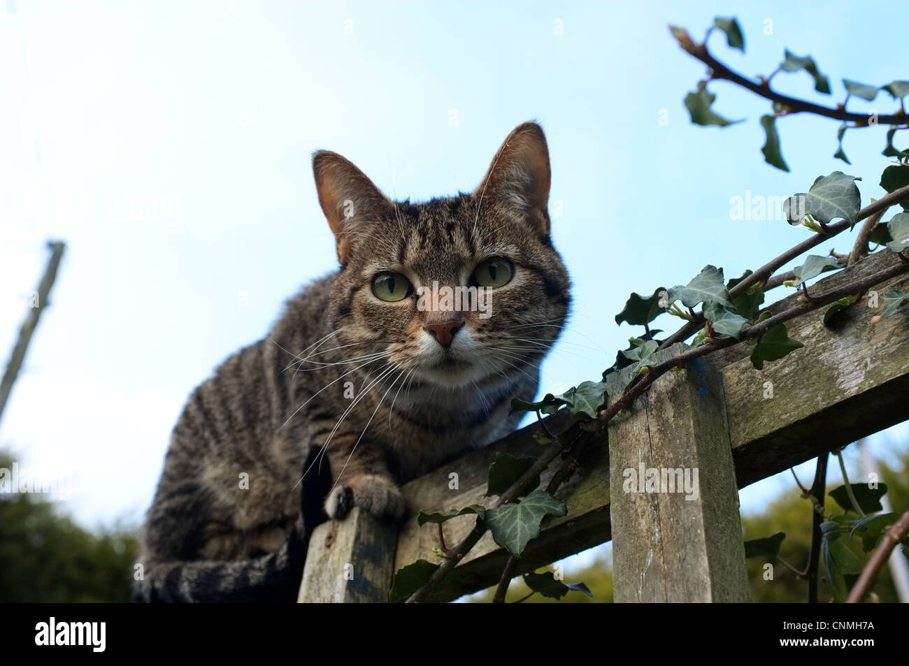 Tabby Katze auf einem Zaun Stockfoto