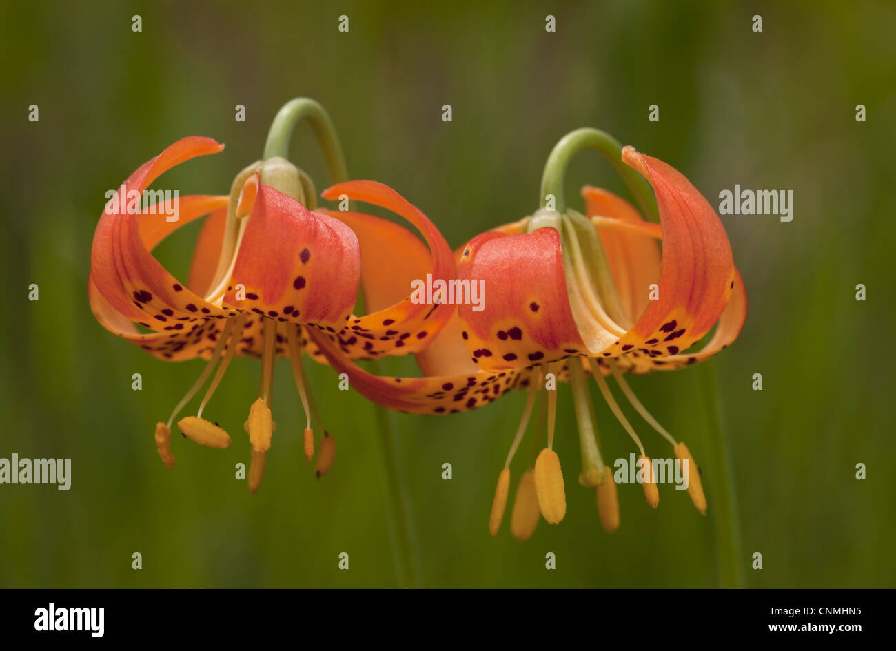 Panther Lilie Stockfotos Und Bilder Kaufen Alamy