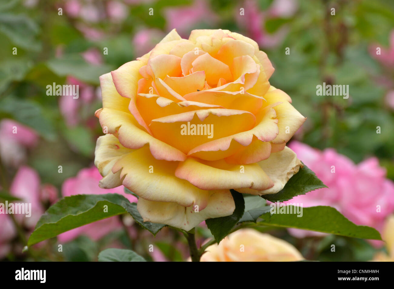 Rose' Beauté" (Von: Mallerin 1953). Stockfoto