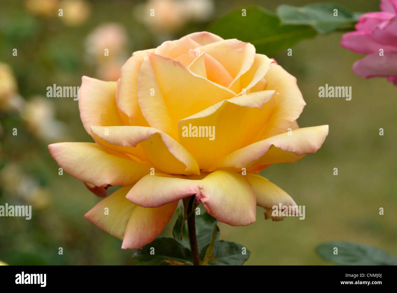 Rose (Sorte: Beauté, von: Mallerin 1953). Stockfoto