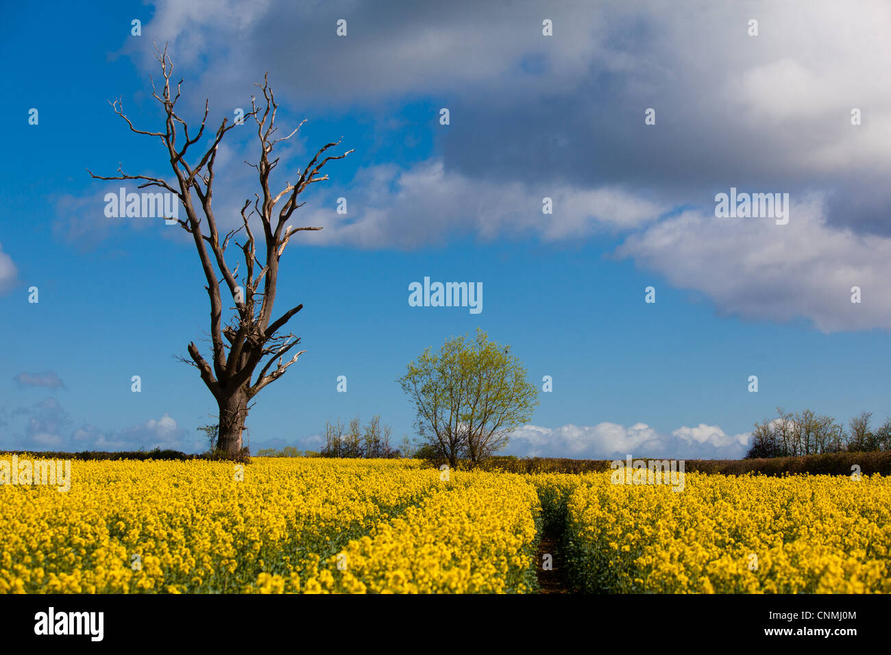 Ein Baum in einem Feld von Raps Stockfoto