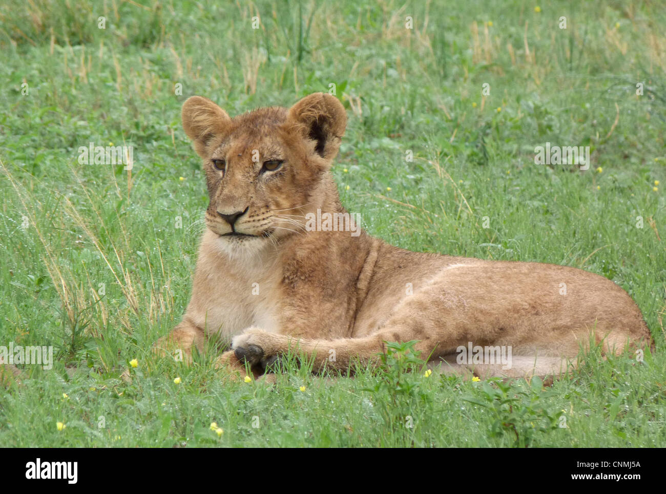 Löwe (Panthera Leo) unreif, ruhen, Savute, Chobe N.P., Botswana Stockfoto