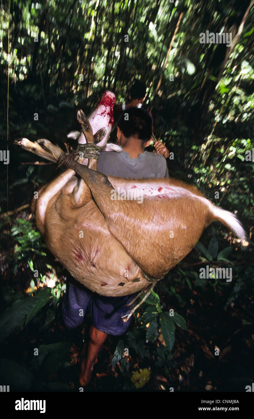 Jäger mit Hirschen. Amazonas-Dschungel, Provinz Loreto, Peru. Stockfoto
