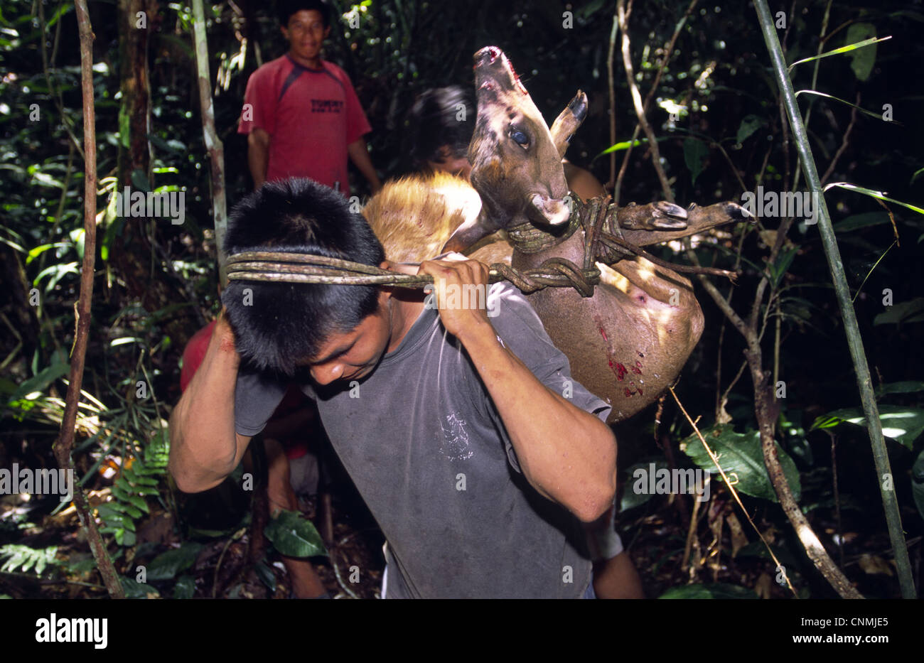 Jäger mit Hirschen. Amazonas-Dschungel, Provinz Loreto, Peru. Stockfoto