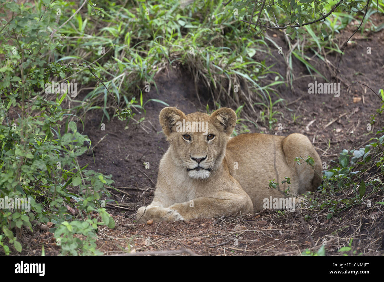 Löwe (Panthera Leo) junges, ruht auf Boden, Serengeti N.P., Tansania, november Stockfoto