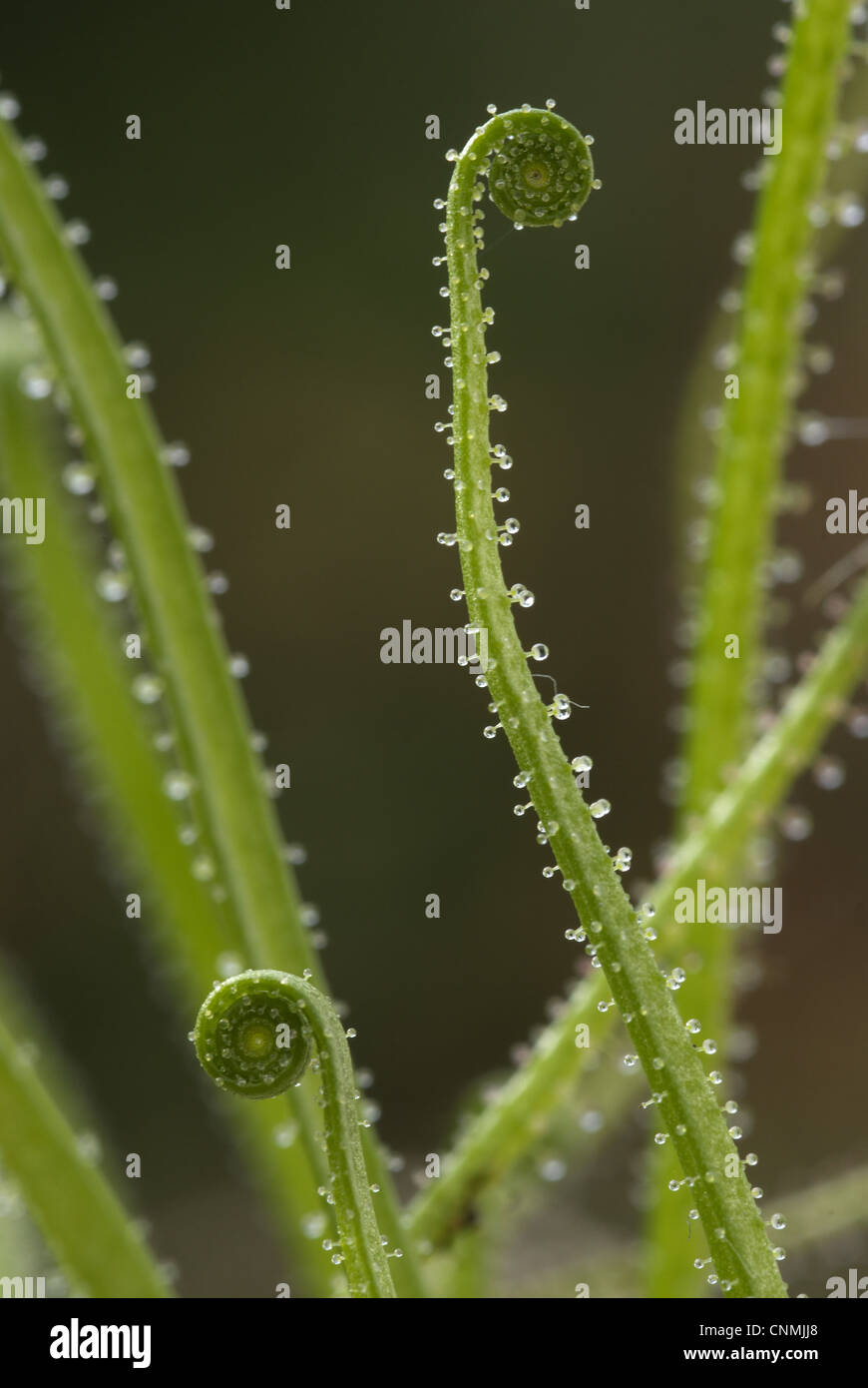 Neue Blätter, Drüsenhaare auf Blatt mit klebrigen Schleim, Portugal Portugiesisch Sonnentau (Drosophyllum Lusitanicum) in Nahaufnahme Stockfoto