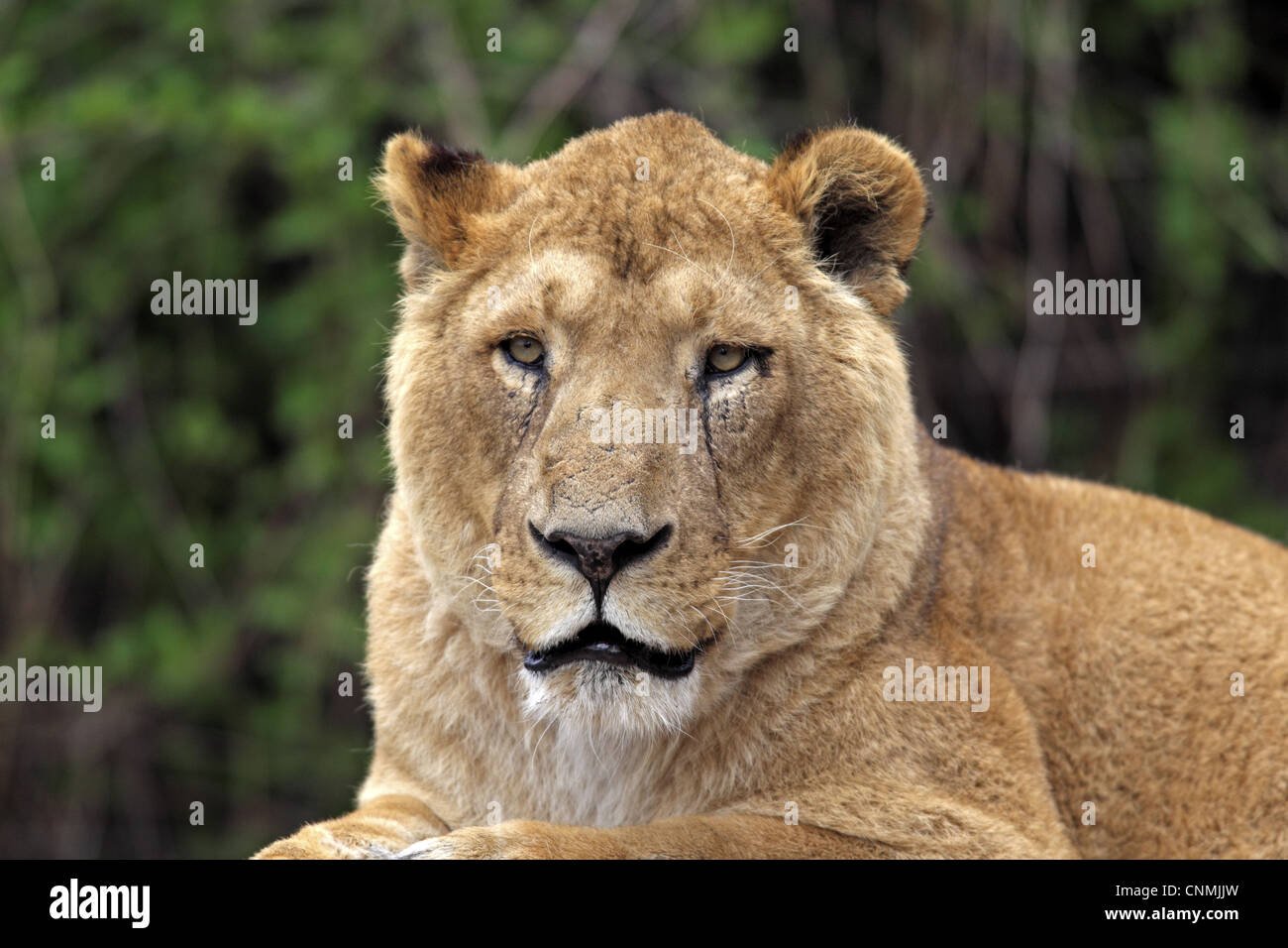 Indischer Löwe (Panthera Leo Persica) Erwachsene weibliche, Nahaufnahme des Kopfes, gefangen Stockfoto