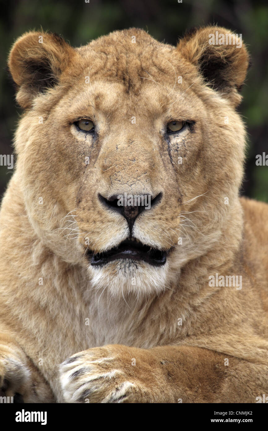 Indischer Löwe (Panthera Leo Persica) Erwachsene weibliche, Nahaufnahme des Kopfes, gefangen Stockfoto