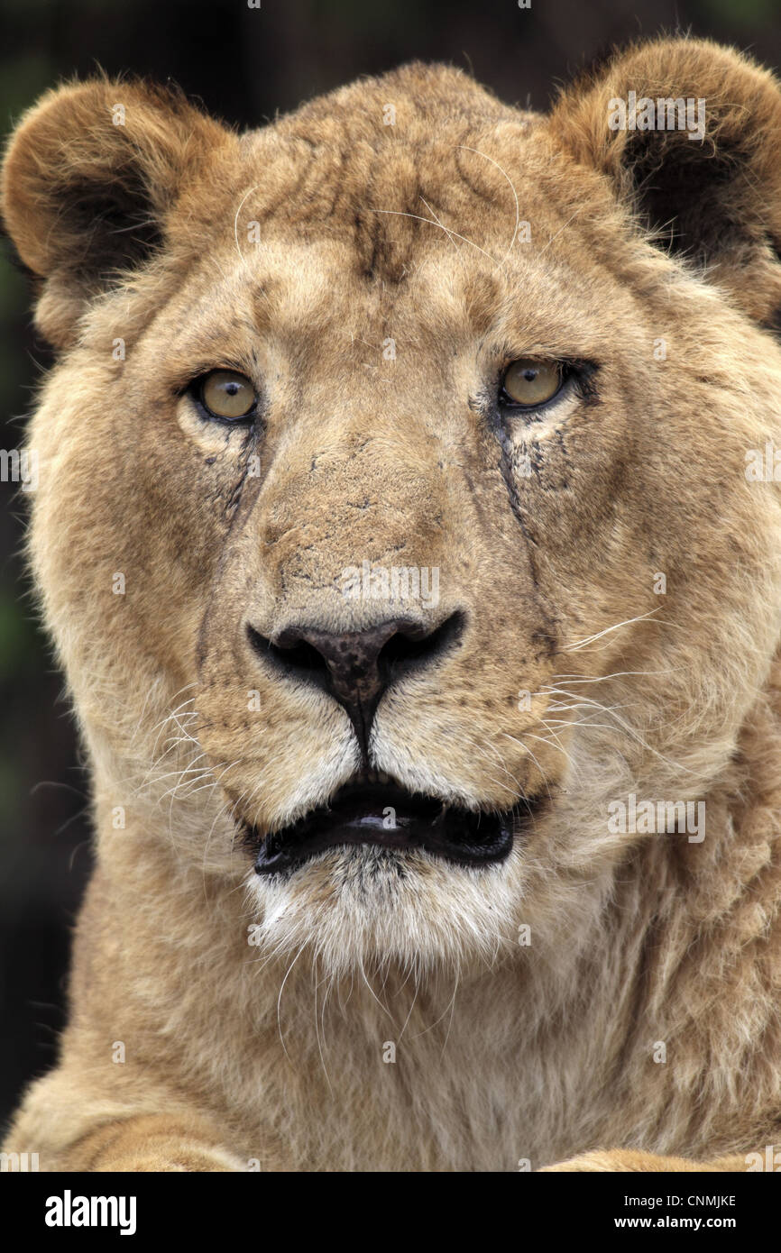 Indischer Löwe (Panthera Leo Persica) Erwachsene weibliche, Nahaufnahme des Kopfes, gefangen Stockfoto