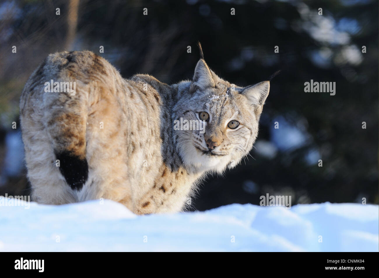 Eurasischer Luchs (Lynx Lynx) Erwachsenen, stehen im Schnee, Norwegen, Februar (Captive) Stockfoto