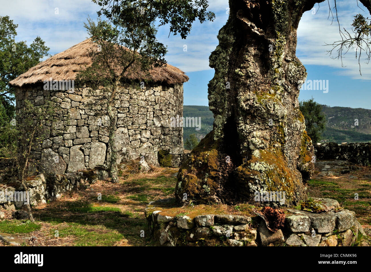 Portugal: Mehr als tausend Jahre alte Eiche und rekonstruierten Haus der Kelten-iberischen Bevölkerung Citania de Briteiros Stockfoto