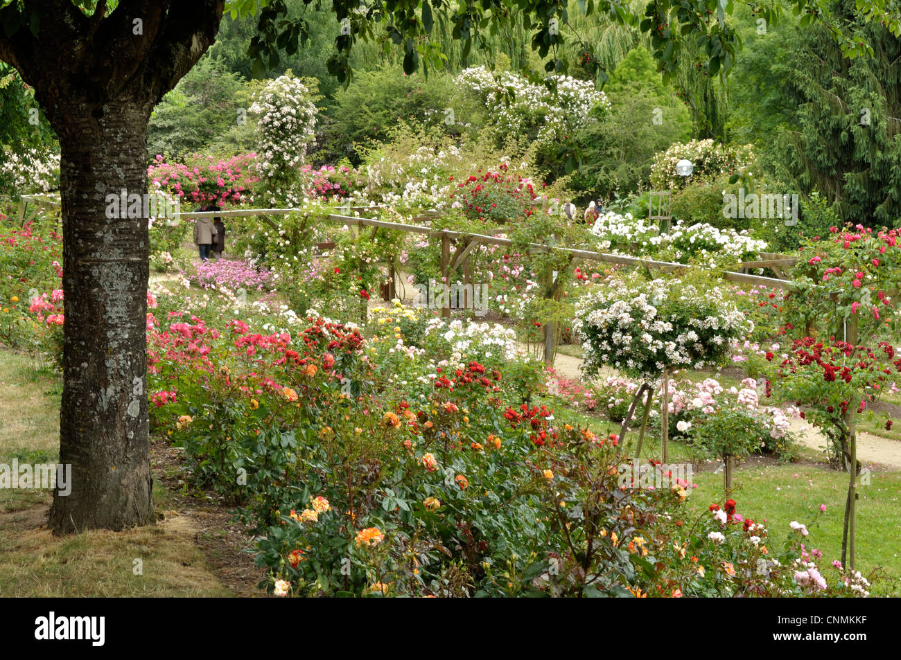 Rose Garden Lassay Les Châteaux in Mayenne, Rosengarten der Stadt, für das Publikum geöffnet. Stockfoto