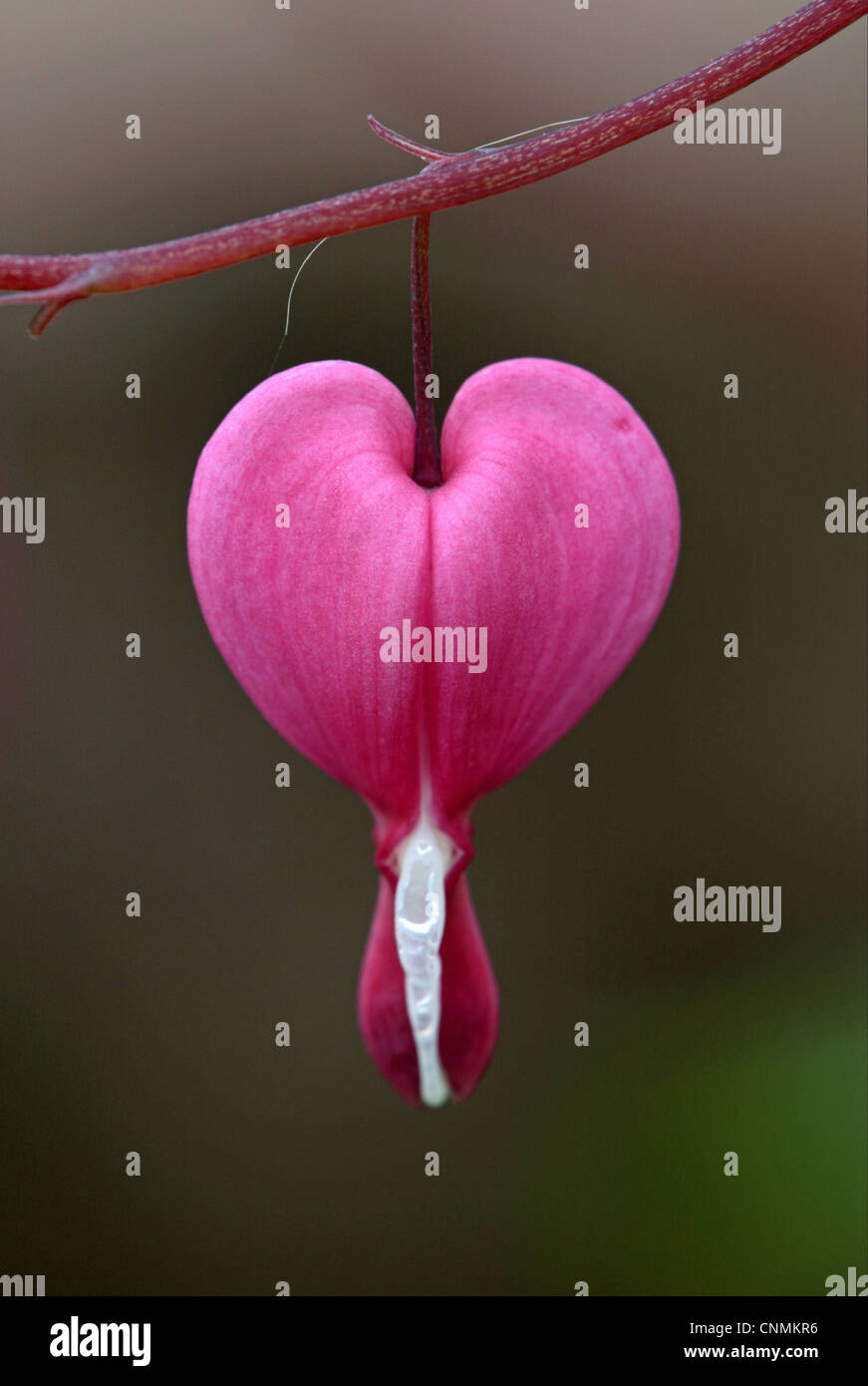 Tränendes Herz (Dicentra Spectabilis) Nahaufnahme Blume Stockfoto