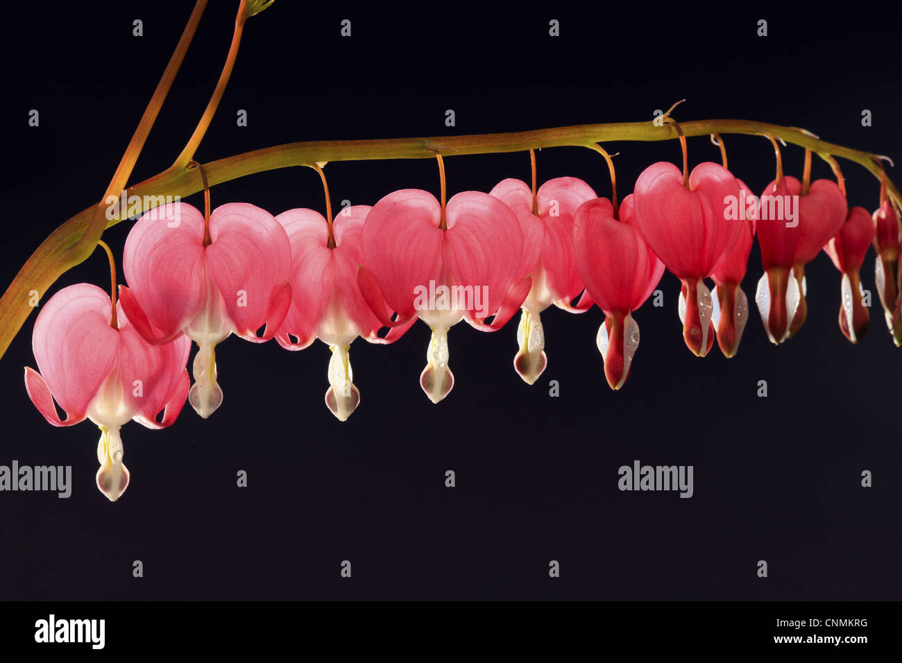 Tränendes Herz (Dicentra Spectabilis) Nahaufnahmen von Blumen Stockfoto