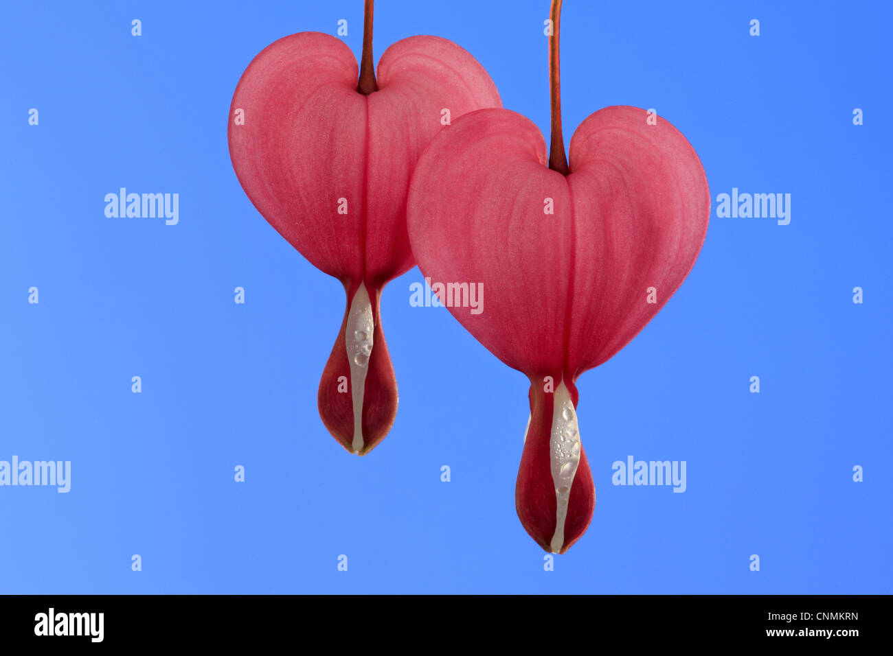 Tränendes Herz (Dicentra Spectabilis) Nahaufnahme von zwei Blumen Stockfoto